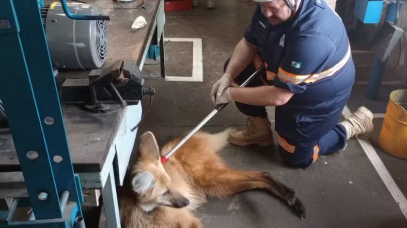 Lobo-guará é resgatado em indústria de Ponta Grossa e devolvido à natureza