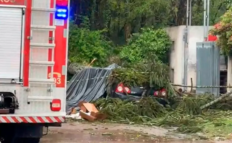 Homem morre após queda de pinheiro no Paraná