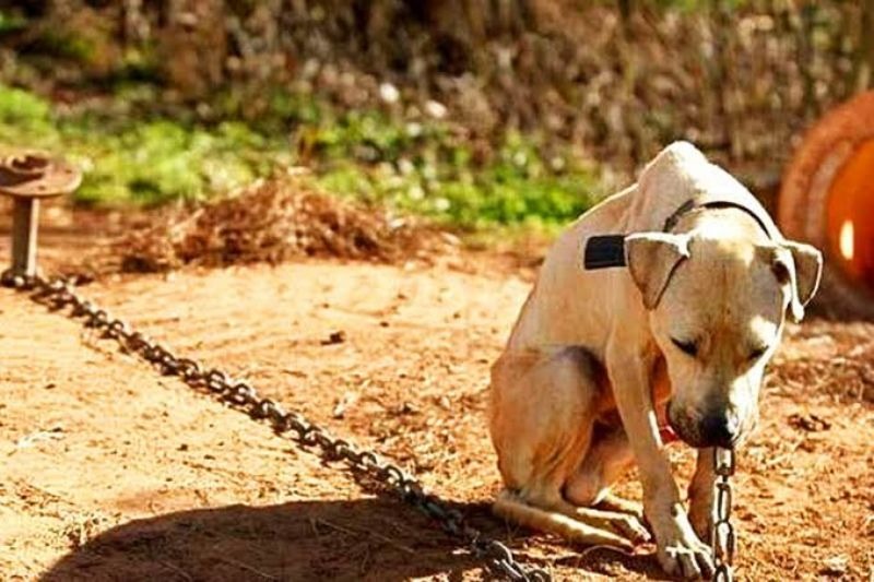 PM atende ocorrência de maus-tratos a animais em Paula Freitas