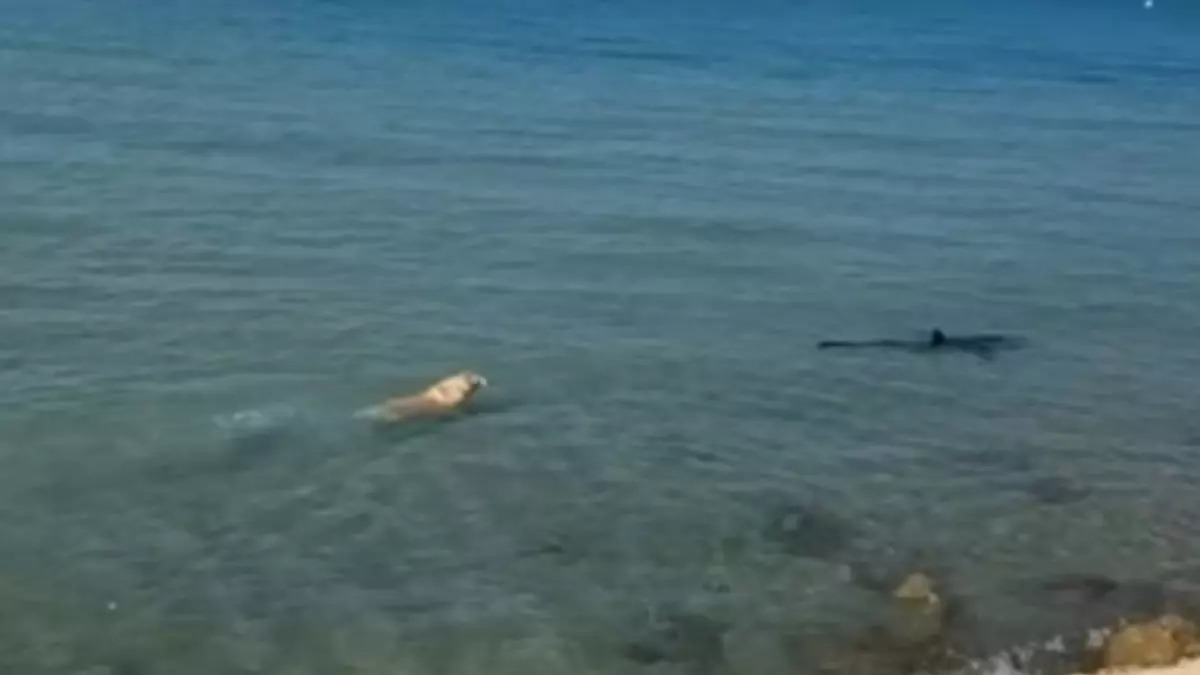 Coragem: cachorro pula no mar, persegue e morde tubarão-azul; assista