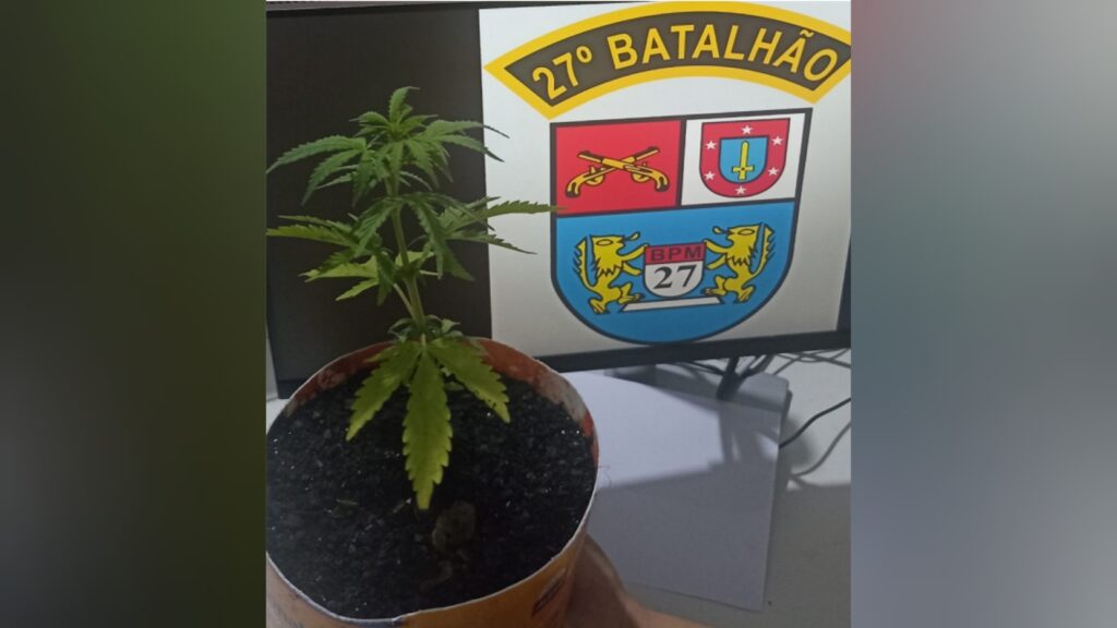 PM apreende pé de maconha em Antônio Olinto