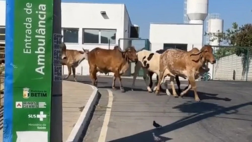 🐮 🐄 INUSITADO: vídeo com flagra de vacas ‘passeando’ em UPA viralizou