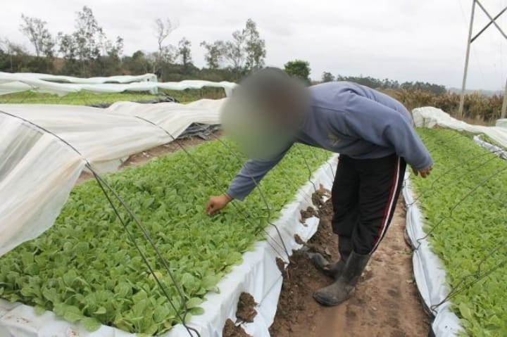 25 mil mudas de fumo são envenenadas em ataque à propriedade rural de Paulo Frontin