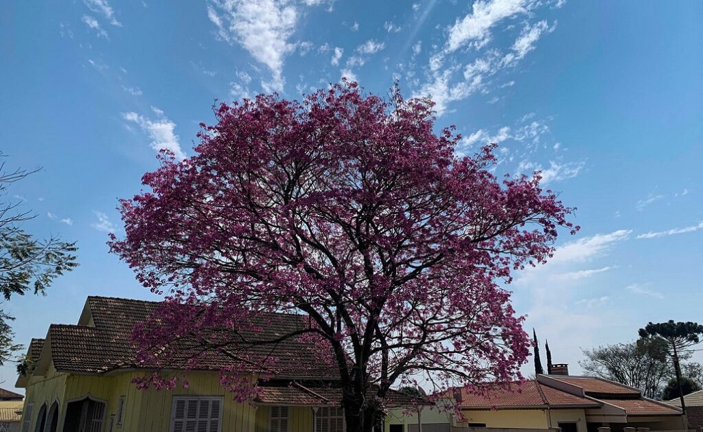 Previsão do Tempo: semana será de calor intenso em São Mateus do Sul