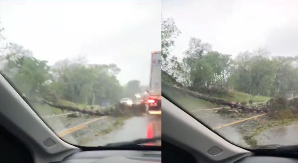 Atenção: queda de árvores interdita trechos da BR-476; motoristas devem ter cautela – Veja o vídeo