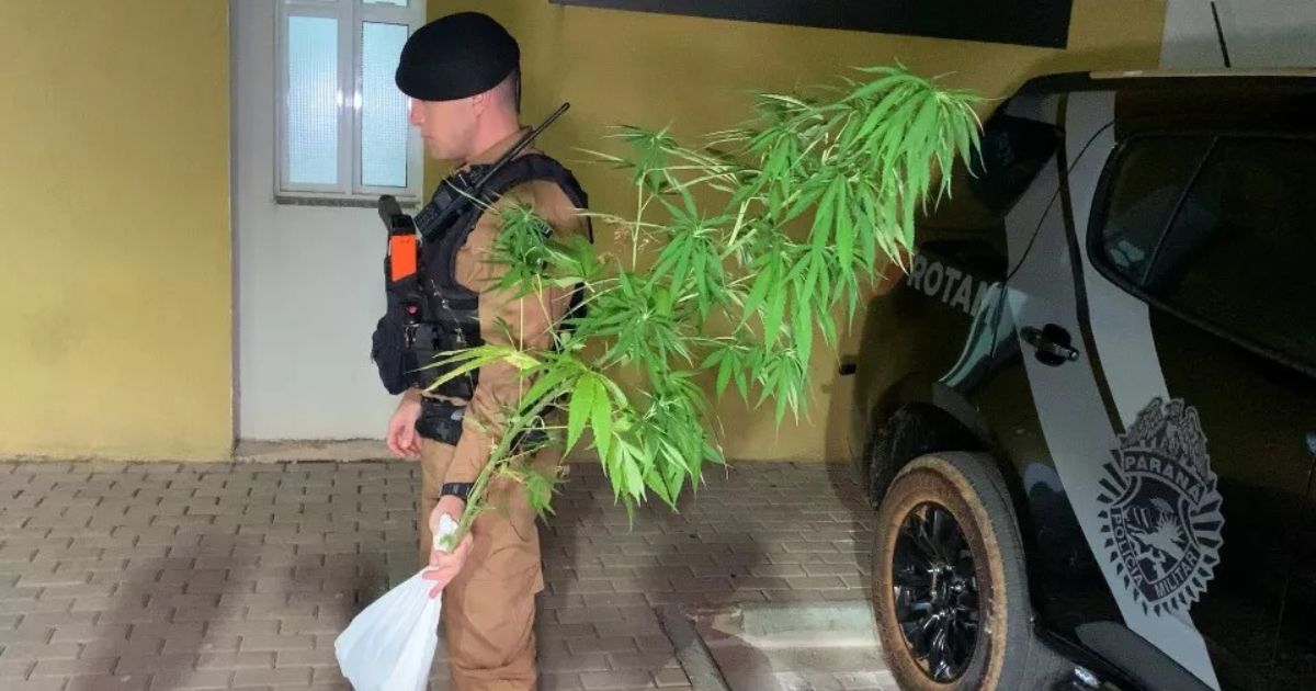 Jovem é detido com pé de maconha em casa no Paraná