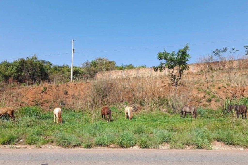 Mulher denuncia abandono de animais em propriedade alheia no interior de Paulo Frontin