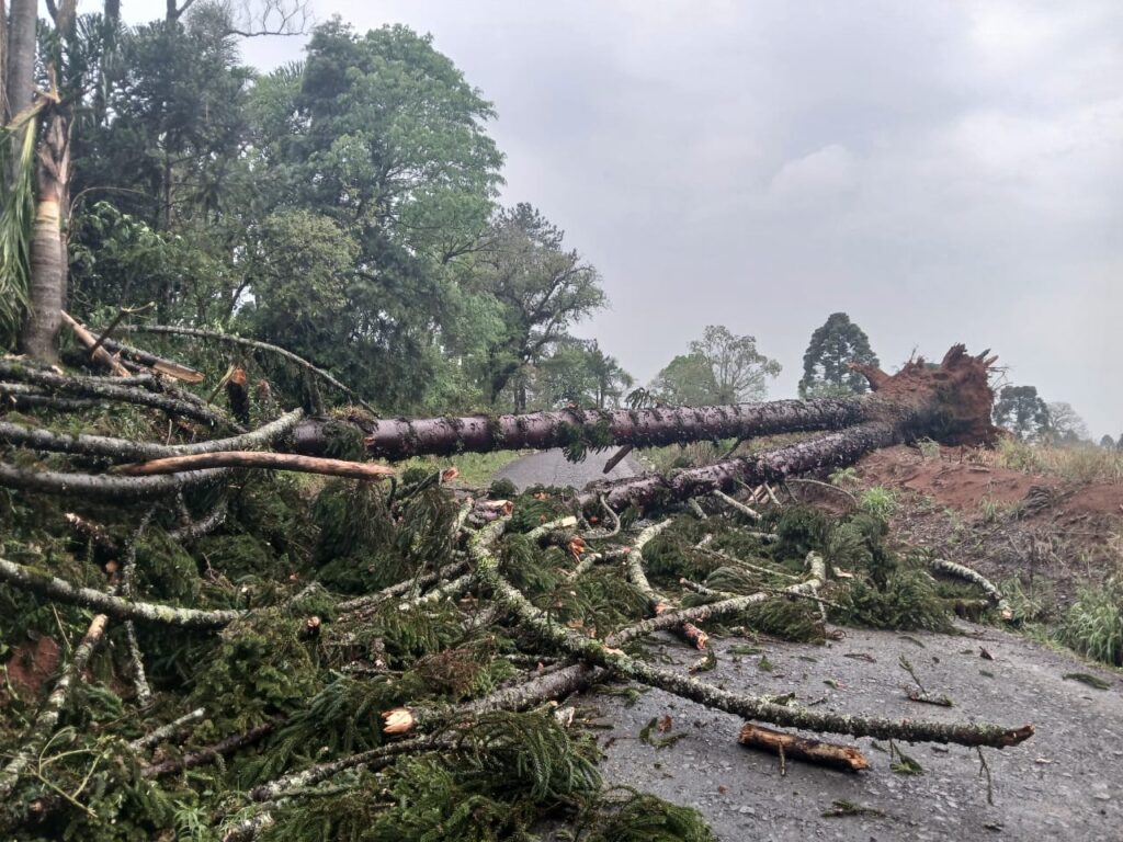 Queda de Araucária interdita estrada em São Mateus do Sul após Temporal