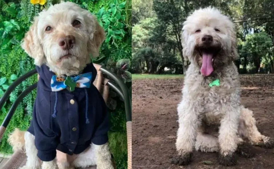 Cão morre eletrocutado e fica 24h na calçada após tocar em fio elétrico rompido