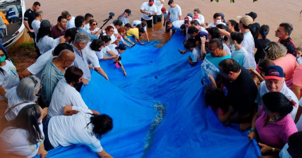 Novo ciclo do Rio Vivo vai soltar 2,6 milhões de peixes nativos nas bacias do Paraná