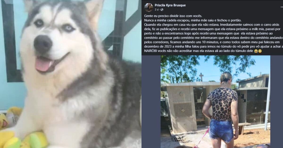 Em São Mateus do Sul cachorra foge de casa e é encontrada no túmulo do pai da tutora