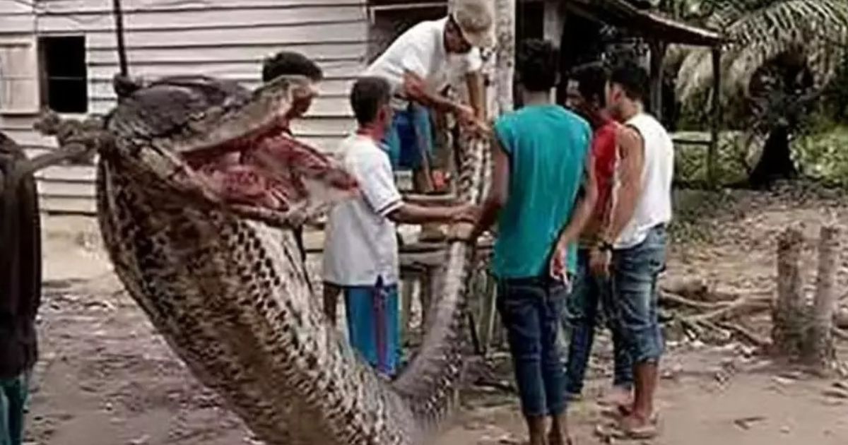 Trabalhador que estava desaparecido é encontrado dentro de cobra gigante