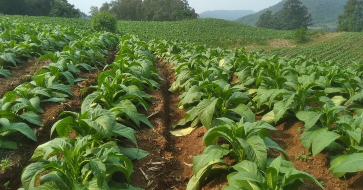 Safra de tabaco 24/25 será impactada pelo aumento da área cultivada