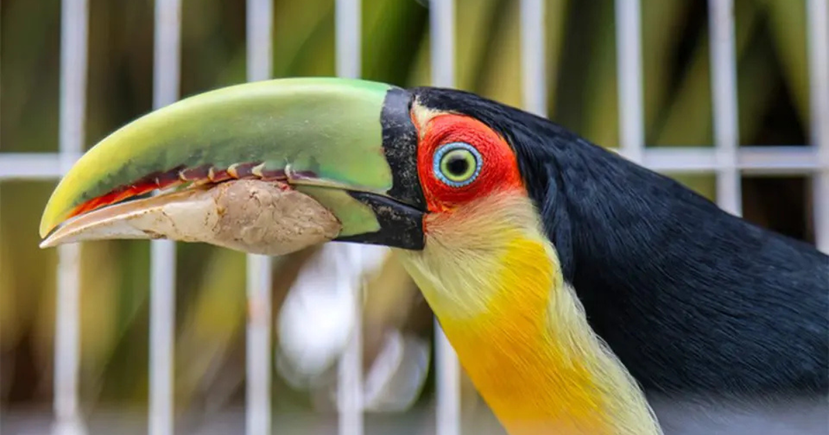 Tucano com bico quebrado é salvo em Curitiba com prótese feita em impressora 3D; veja fotos