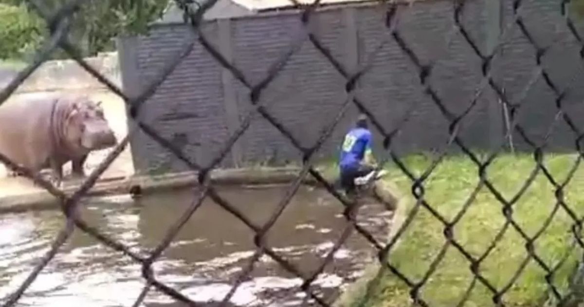 Vídeo: homem invade ilha dos macacos e de hipopótamos no Zoo de Curitiba