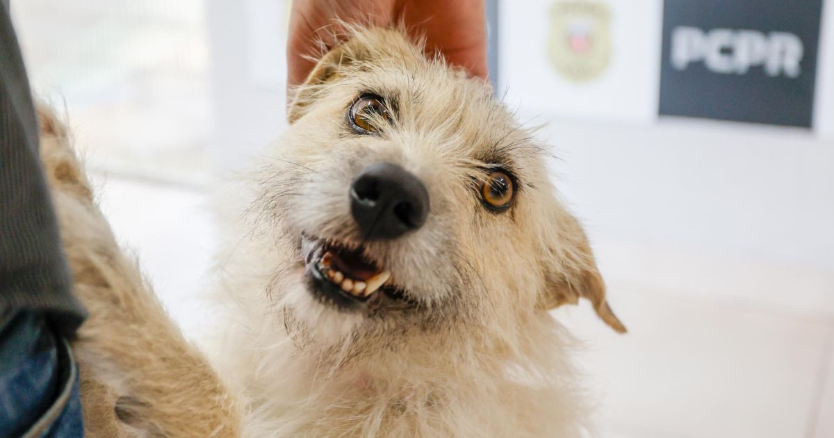 Policiais civis adotam cachorrinha que “pediu ajuda” para salvar os filhotes