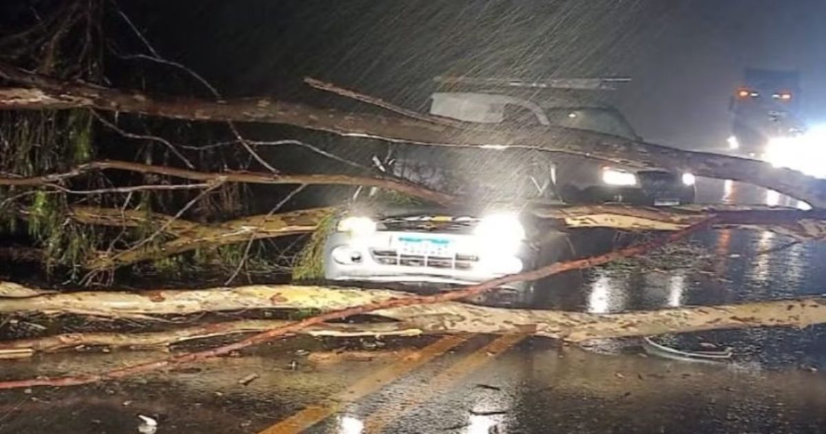 Família sobrevive após árvore cair em cima de carro no Paraná; bebê estava entre passageiros