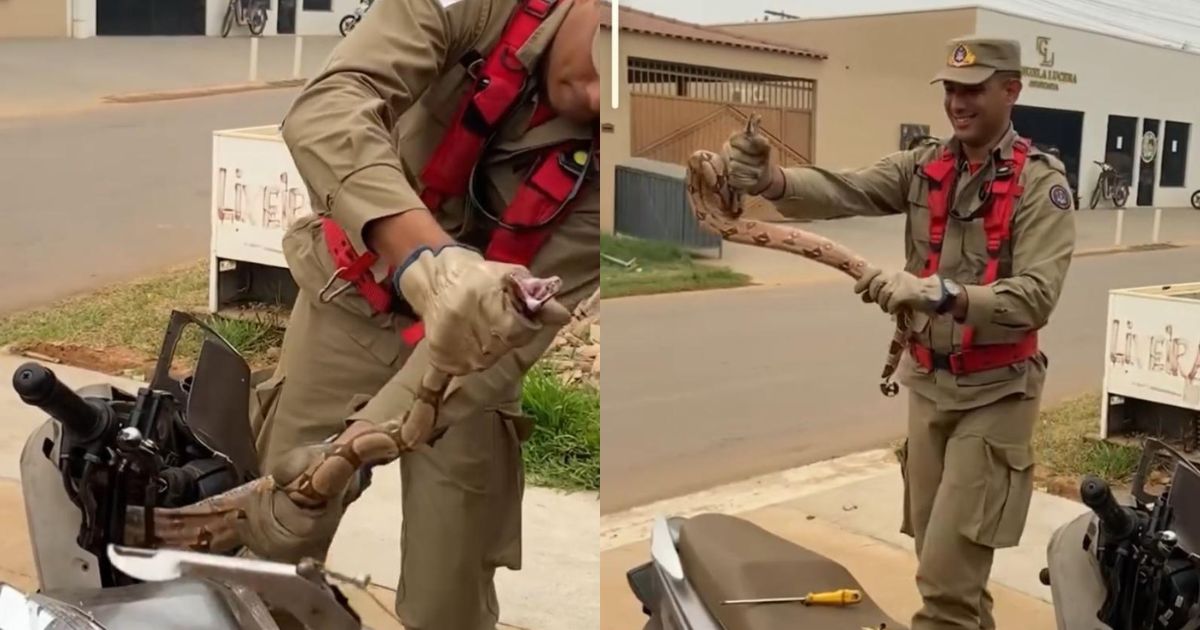 Inusitado: mulher encontra jiboia dentro de motocicleta. Veja o vídeo