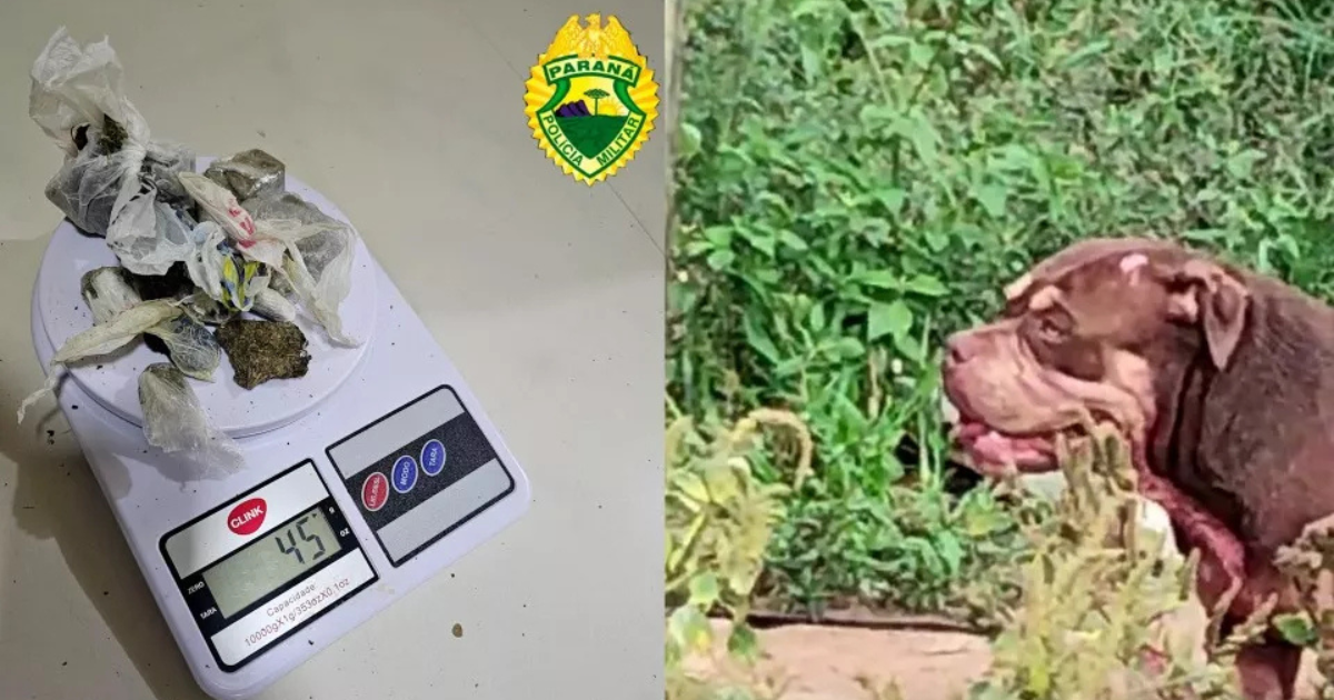 Cães atacam homem em casa usada como ponto de venda de drogas no Paraná