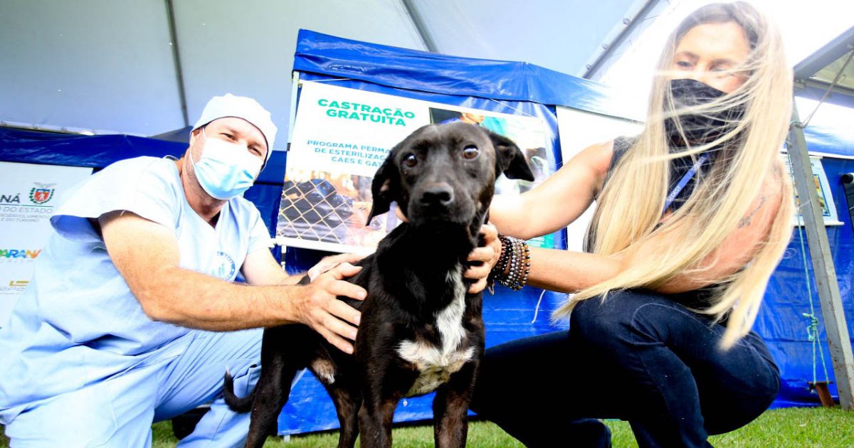 CastraPet: veja onde a equipe estará para cadastrar cachorros e gatos em São João do Triunfo