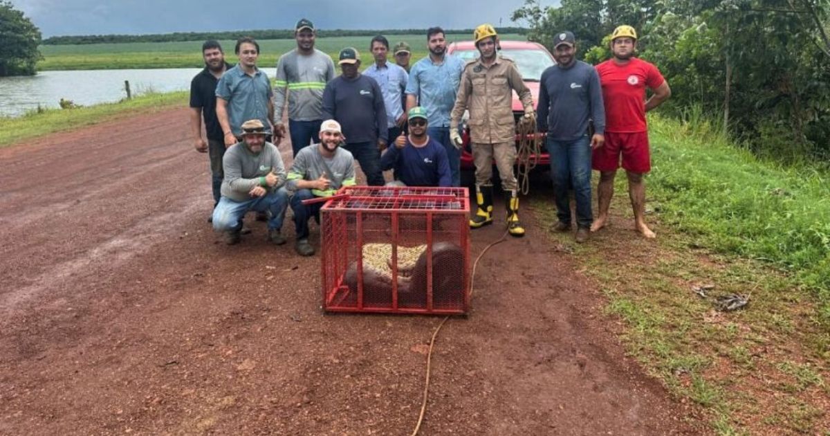 Vídeo: Corpo de Bombeiros e funcionários de fazenda capturam sucuri de 5 metros