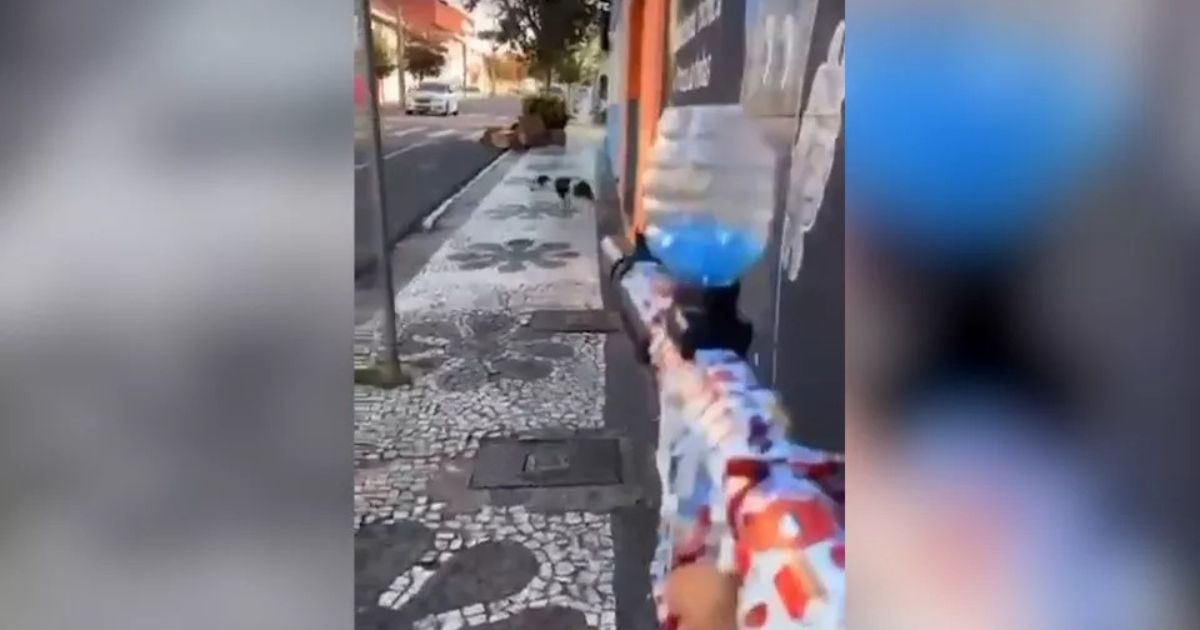 Homem é preso após atirar bolinha de gel contra cão no Paraná; VÍDEO