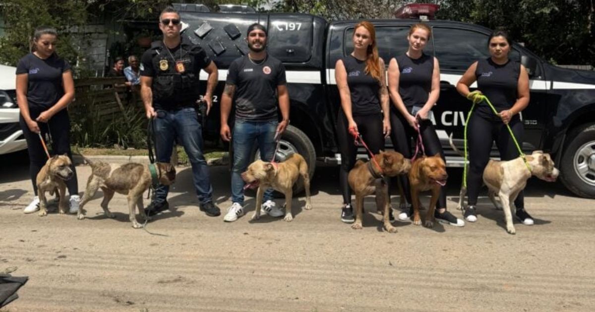 Criador de pitbulls é preso por maus-tratos no Paraná