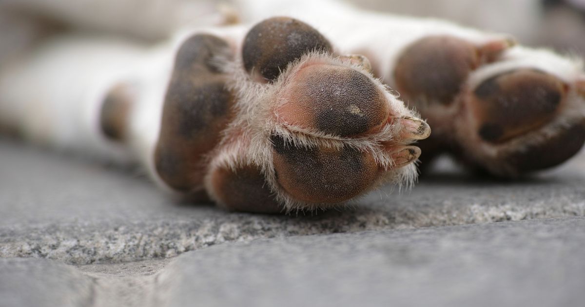 Cachorro é queimado vivo no Paraná; o animal não resistiu aos ferimentos e morreu