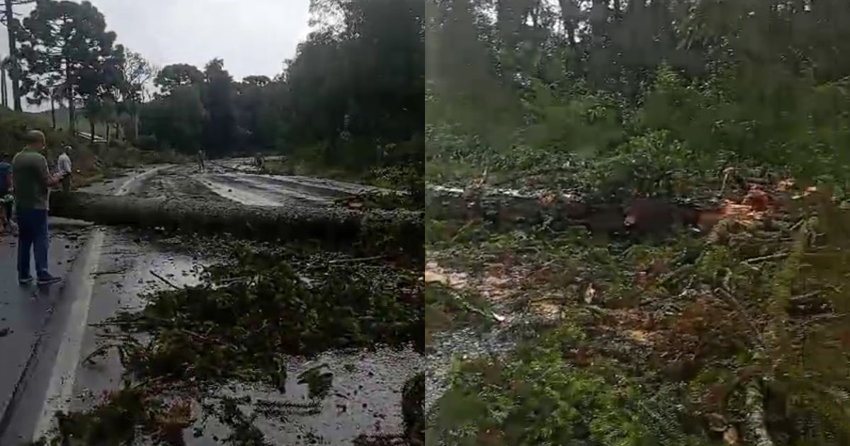 Atenção motoristas! BR-476 está totalmente bloqueada devido a quedas de árvores na Curva do Limoeiro em Paula Frontin