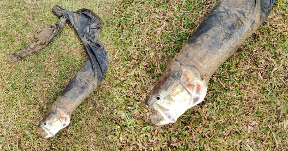 História de pescador? Peixe é confundido com corpo boiando em lago de Prudentópolis