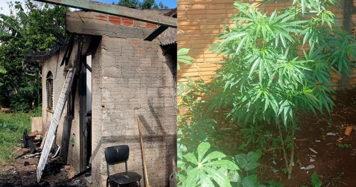 Homem é preso com pé de maconha após colocar fogo na própria casa no Paraná