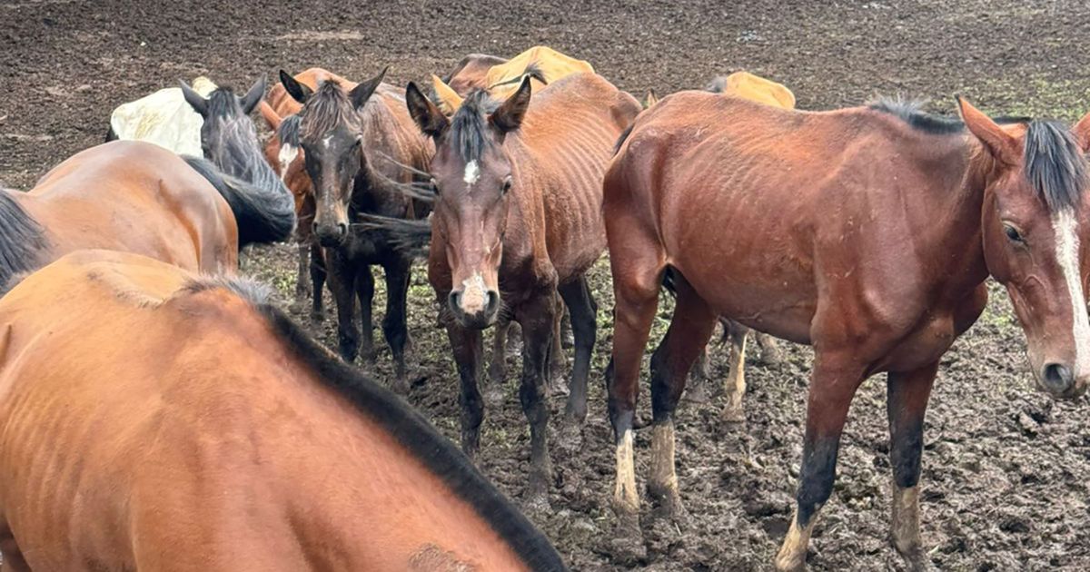 Polícia resgata mais de 40 cavalos e prende homem por maus-tratos no Paraná