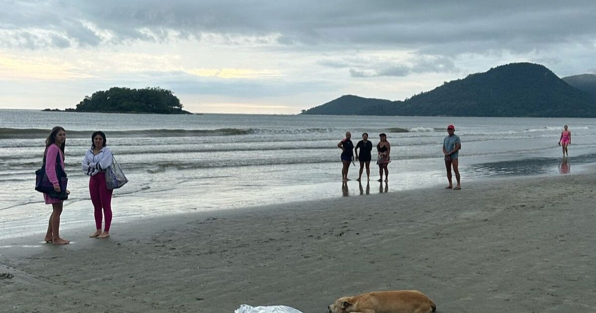 Cachorro fica ao lado do corpo do dono morto afogado em praia de Balneário Camboriú