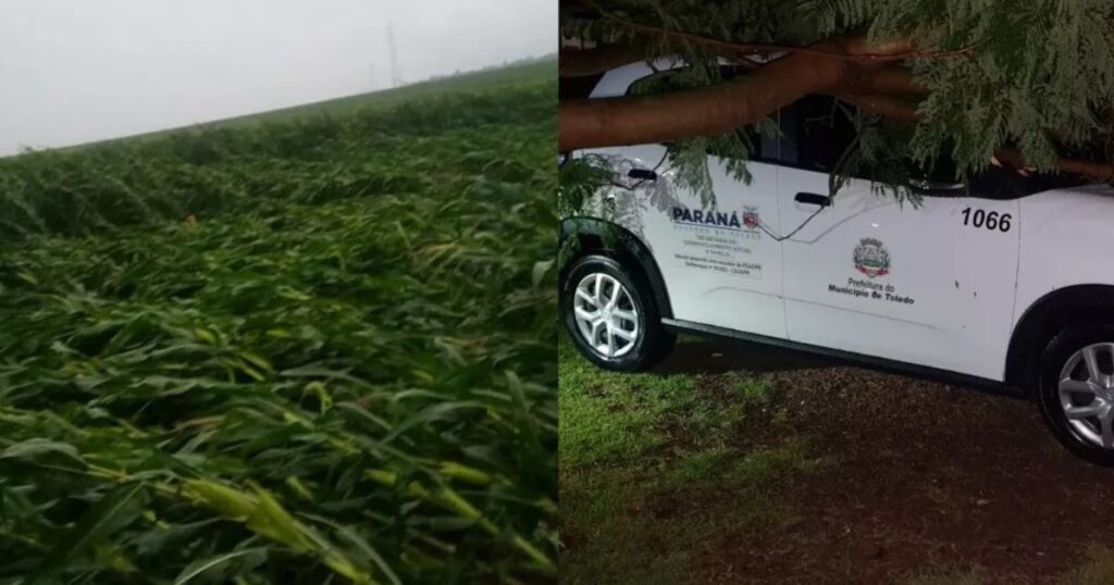Tempestade danifica lavouras e derruba árvores no Paraná