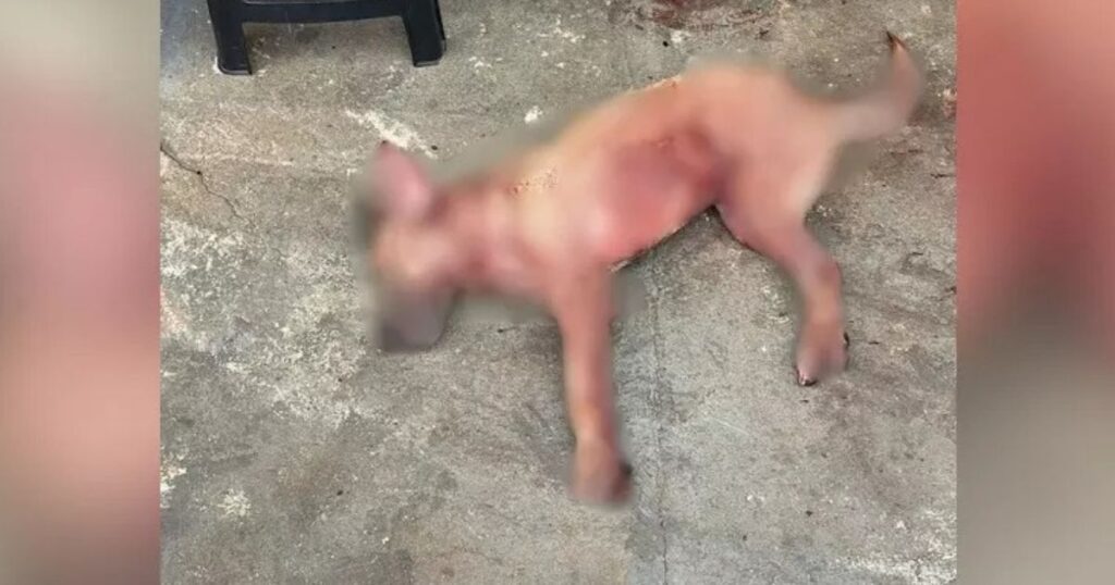 Homem é preso após cão atacar e matar cachorro de vizinho no Paraná