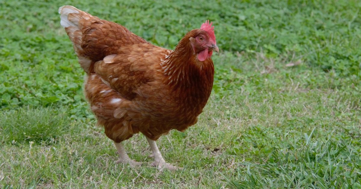 Galinha morre após comer milho envenenado em Fernandes Pinheiro