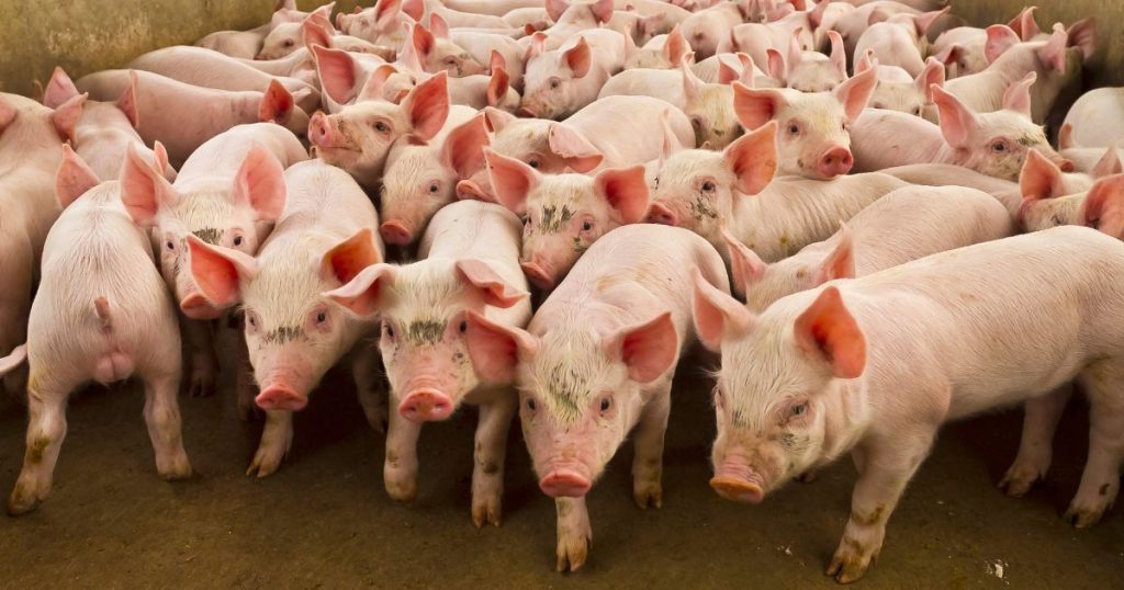 Chile passará a importar carne suína do Paraná