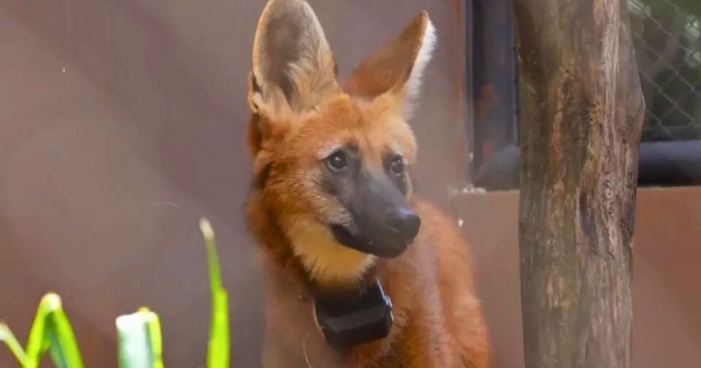 Lobo-guará encontrado em Foz do Iguaçu é devolvido ao habitat natural