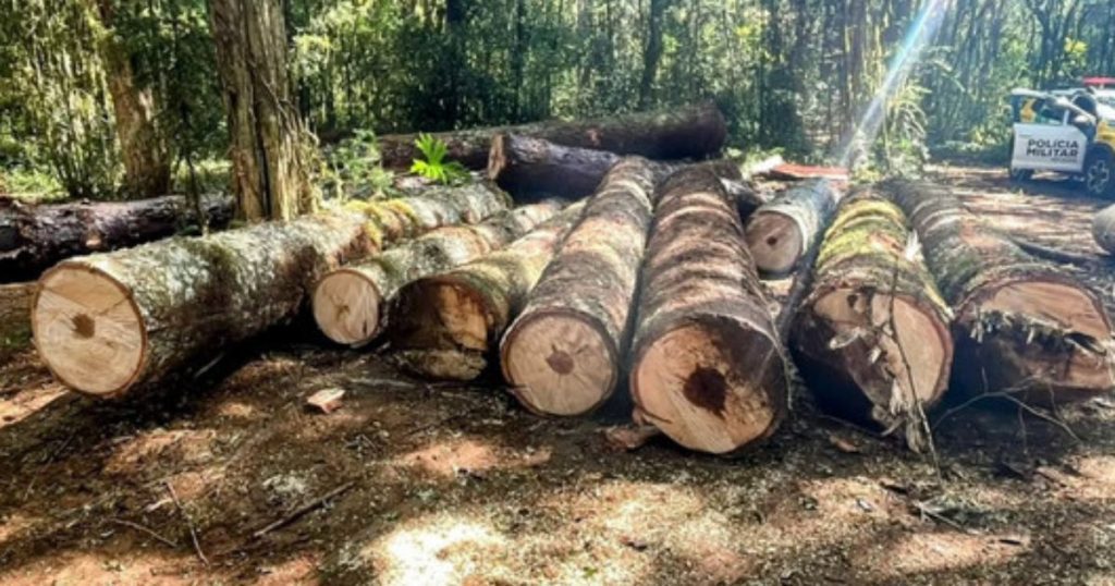 Polícia Ambiental flagra corte ilegal de araucárias e fecha serraria irregular em Prudentópolis