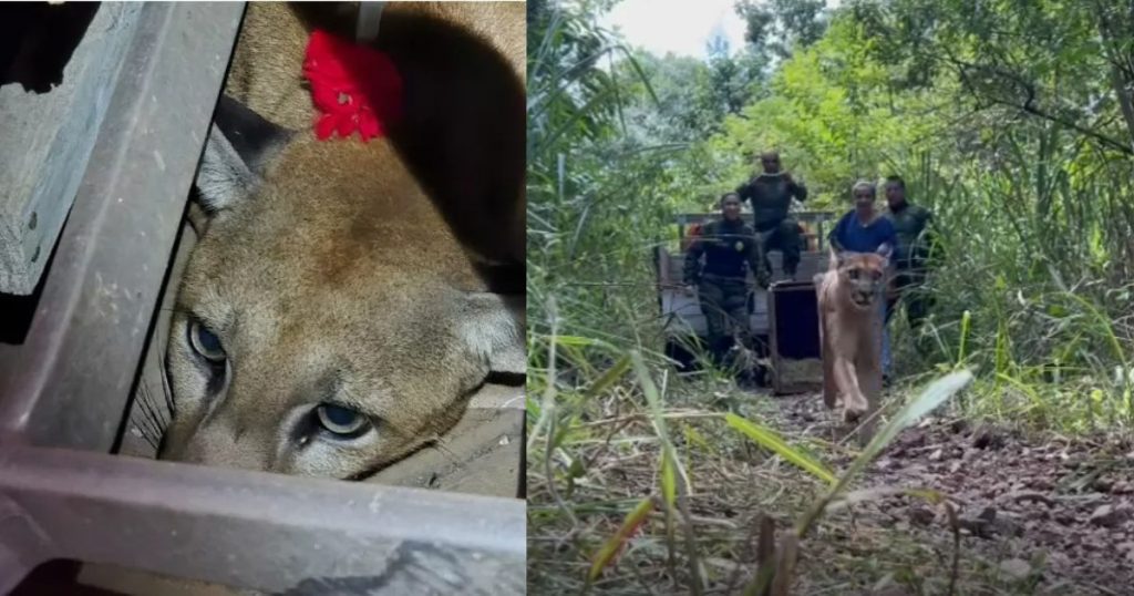Onça resgatada em depósito volta para o seu habitat natural; veja vídeo