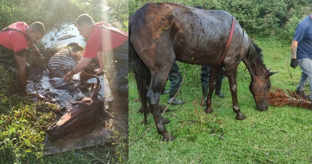 Égua debilitada cai em vala e é resgatada após horas de sofrimento