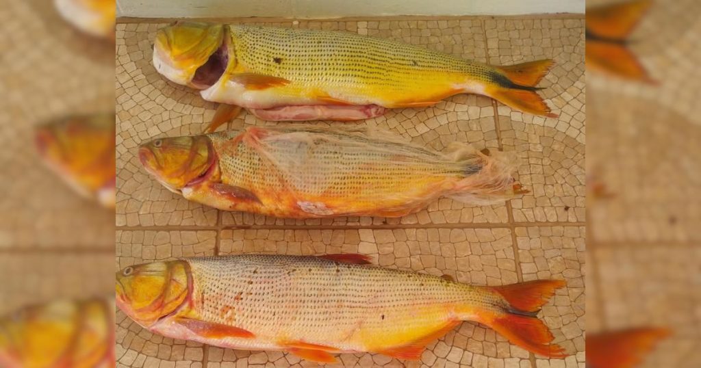 No PR, homem é preso por pesca ilegal de dourado no Rio Iguaçu