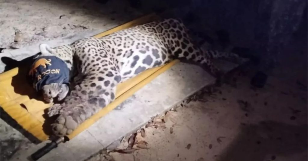 Onça que matou e arrastou caseiro é capturada; veja imagens