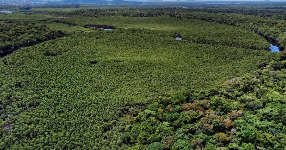 Paraná reduz em 64% o desmatamento ilegal indica Fundação SOS Mata Atlântica