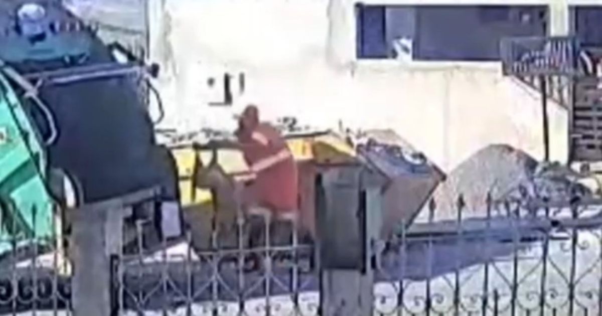 Funcionários são indiciados por jogar cadela em triturador de caminhão de lixo no Paraná