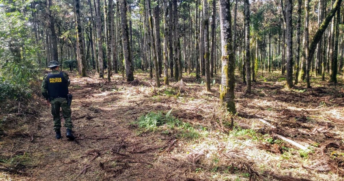 Polícia Ambiental flagra corte ilegal de araucárias em Imbituva