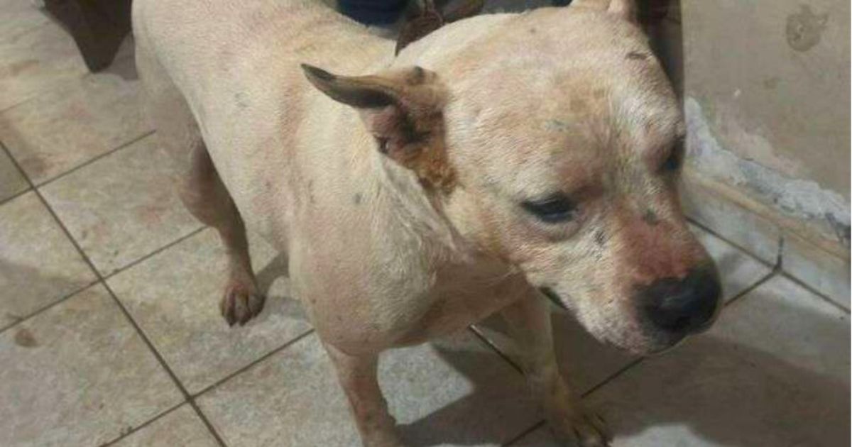 Menino de 6 anos é atacado por pitbull no Paraná