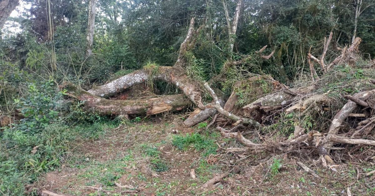 Proprietário é multado em mais de R$ 100 mil por desmatamento ilegal em São Mateus do Sul