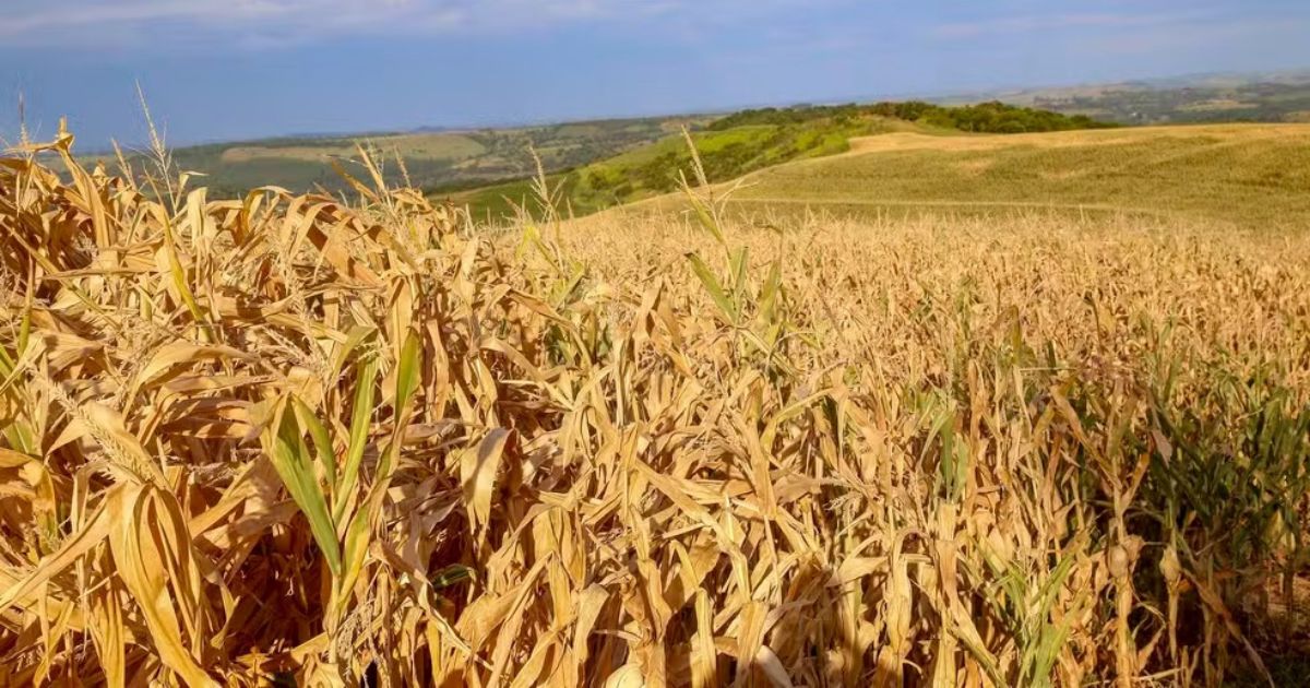 Governador decreta situação de emergência no Paraná por estiagem