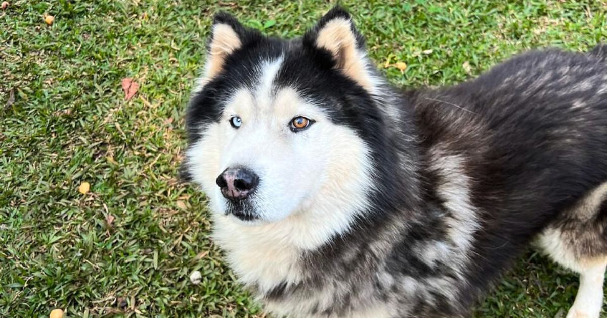 Família procura por Husky Siberiano desaparecido e oferece recompensa por informações em São Mateus do Sul